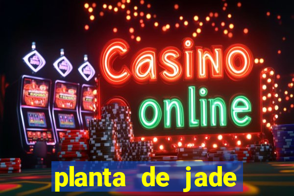 planta de jade significado espiritual